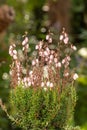 St. Dabeocâs heath Daboecia cantabrica Irish Princess, pink flowering plant Royalty Free Stock Photo